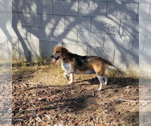 Medium Photo #4 Beagle Puppy For Sale in Las Vegas, NV, USA