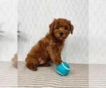 Small #4 Cavapoo
