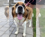 Small Saint Bernese
