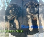 Small Photo #8 German Shepherd Dog Puppy For Sale in SUMPTER TWP, MI, USA