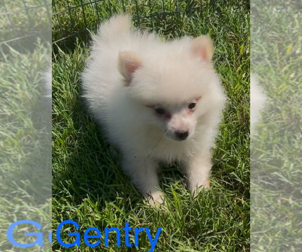 Medium Photo #1 Pomeranian Puppy For Sale in AZLE, TX, USA