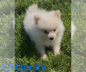 Pomeranian Puppy for sale in AZLE, TX, USA