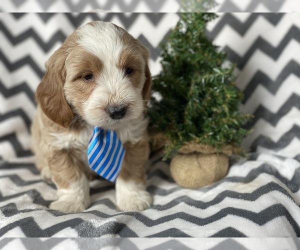Medium Photo #2 Goldendoodle-Poodle (Miniature) Mix Puppy For Sale in CEDAR LANE, PA, USA