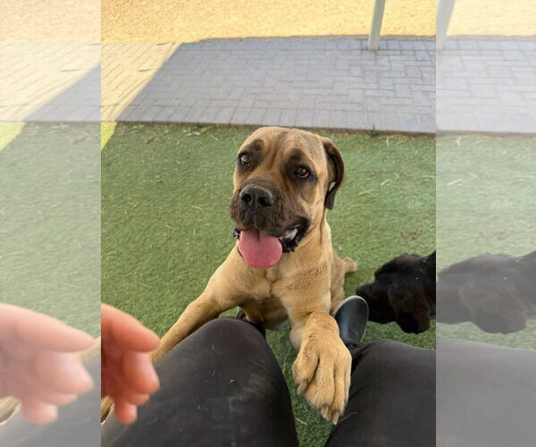 Medium Photo #5 Mutt Puppy For Sale in Goodyear, AZ, USA