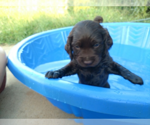 Medium Photo #10 Boykin Spaniel Puppy For Sale in SILVER CREEK, GA, USA