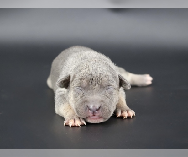 Medium Photo #1 American Bully Puppy For Sale in CHAMPAIGN, IL, USA