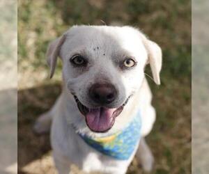 Chihuahua-Unknown Mix Dogs for adoption in San Antonio, TX, USA