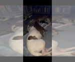 Small #1 Mutt