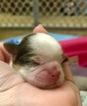 Small Photo #6 Shih Tzu Puppy For Sale in AVONDALE-GOODYEAR, AZ, USA