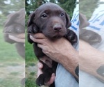 Small #12 Labrador Retriever