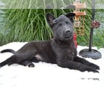 Small Photo #4 German Shepherd Dog Puppy For Sale in HONEY BROOK, PA, USA