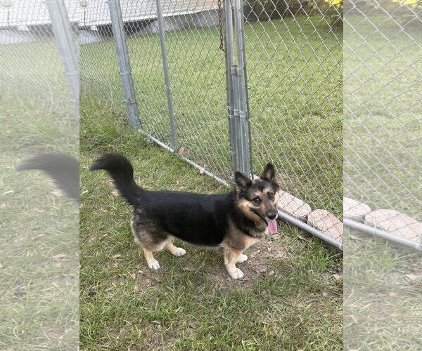 Medium Photo #2 German Shepherd Dog-Unknown Mix Puppy For Sale in Oakhurst, NJ, USA