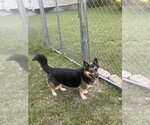 Small #1 German Shepherd Dog Mix