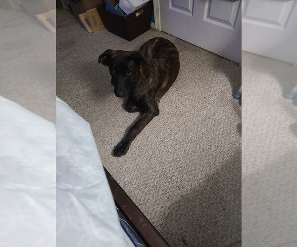 Medium Photo #3 Dutch Shepherd -Unknown Mix Puppy For Sale in West Palm Beach, FL, USA