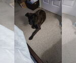 Small #2 Dutch Shepherd  Mix