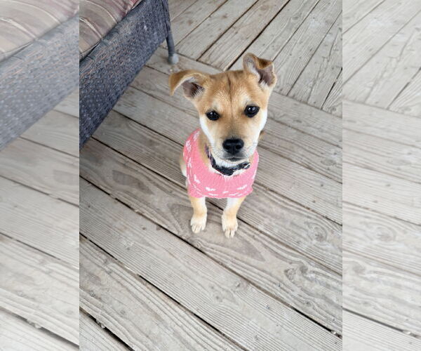 Medium Photo #1 Mutt Puppy For Sale in Polson, MT, USA