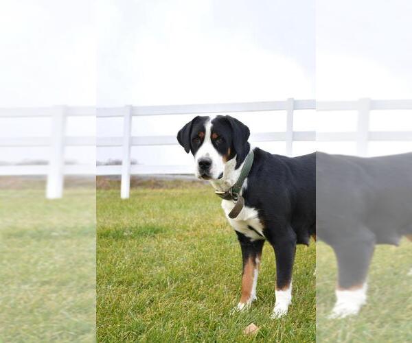 Medium Photo #1 Greater Swiss Mountain Dog Puppy For Sale in BELLEFONTE, PA, USA