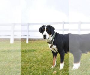 Mother of the Greater Swiss Mountain Dog puppies born on 05/20/2025