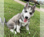 Small Photo #11 Siberian Husky Puppy For Sale in BRKN ARW, OK, USA