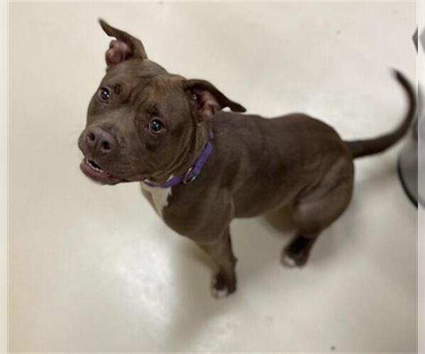 Medium Photo #1 American Pit Bull Terrier Puppy For Sale in Center Township, PA, USA