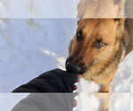 Small #12 German Shepherd Dog