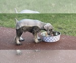 Small Photo #4 Schnauzer (Miniature) Puppy For Sale in AUBREY, TX, USA