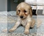 Small Photo #74 Goldendoodle (Miniature) Puppy For Sale in PENSACOLA, FL, USA
