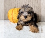 Whistles - Male Bernedoodle (Miniature) (+ Poodle Miniature) Puppy for Sale - Photo #4