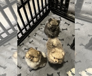 Pomeranian Litter for sale in REDDING, CA, USA