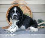 Small #4 Cocker Spaniel