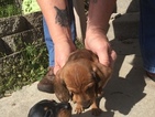 Small Photo #2 Dachshund Puppy For Sale in KINGSLAND, TX, USA