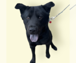 Small #3 Labrador Retriever Mix