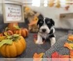 Small Photo #3 Schnauzer (Miniature) Puppy For Sale in PORTLAND, OR, USA