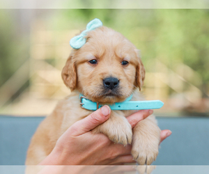 Golden Retriever Puppy for sale in LIBERTY, KY, USA