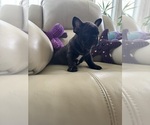 Small #4 French Bulldog