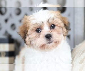 Zuchon Puppy for sale in MOUNT VERNON, OH, USA