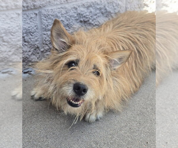 Medium Photo #2 Cairn Terrier-Unknown Mix Puppy For Sale in Lakewood, CO, USA