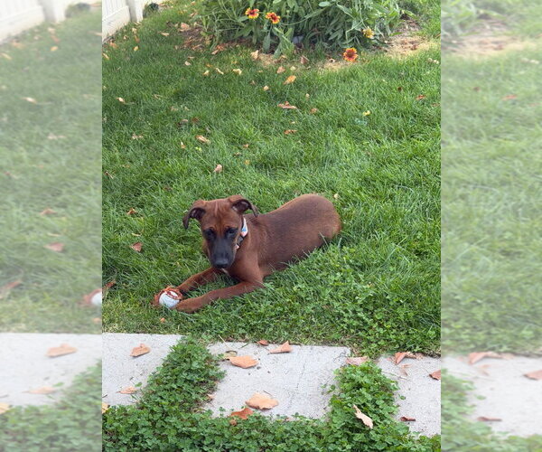 Medium Photo #2 Labrador Retriever-Unknown Mix Puppy For Sale in Salt Lake City, UT, USA