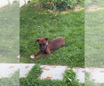 Small Photo #2 Labrador Retriever-Unknown Mix Puppy For Sale in Salt Lake City, UT, USA