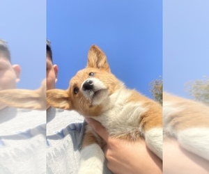 Pembroke Welsh Corgi Puppy for sale in SAN BERNARDINO, CA, USA
