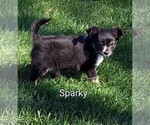 Small #4 Chihuahua
