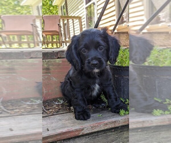 Medium Photo #1 Cock-A-Poo Puppy For Sale in SALEM, MO, USA