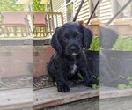 Puppy Bucky Cock-A-Poo
