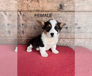 Pembroke Welsh Corgi Puppy for sale in VERMONTVILLE, MI, USA