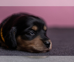 Small Photo #26 Dachshund Puppy For Sale in CROWLEY, TX, USA