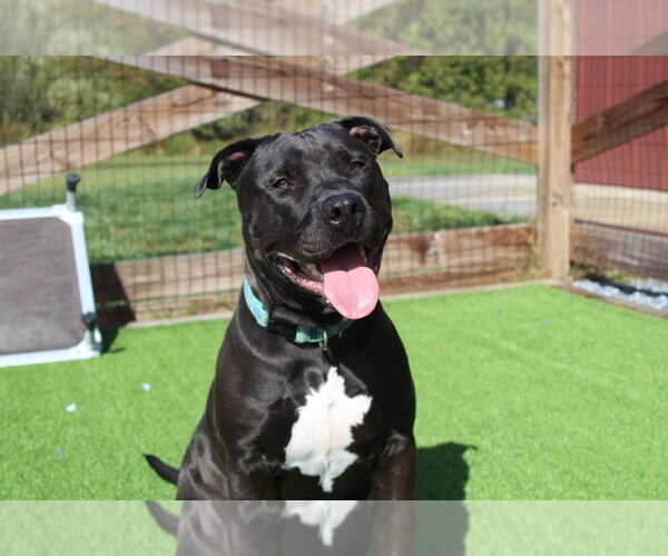 Medium Photo #2 Mutt Puppy For Sale in Chestertown, MD, USA