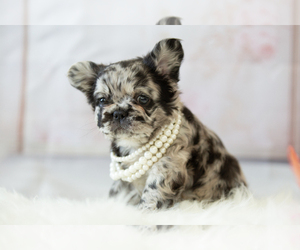 French Bulldog Puppy for sale in PALM SPRINGS, CA, USA