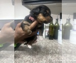 Small #1 Bernese Mountain Dog