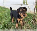 Small Photo #18 Airedale Terrier Puppy For Sale in MOUNT JULIET, TN, USA