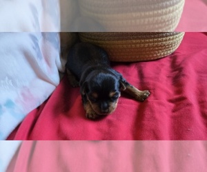 Yorkshire Terrier Puppy for sale in CORNERSVILLE, TN, USA